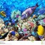 coral-fish-red-sea-egypt-africa
